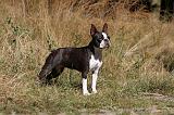 BOSTON TERRIER 045
